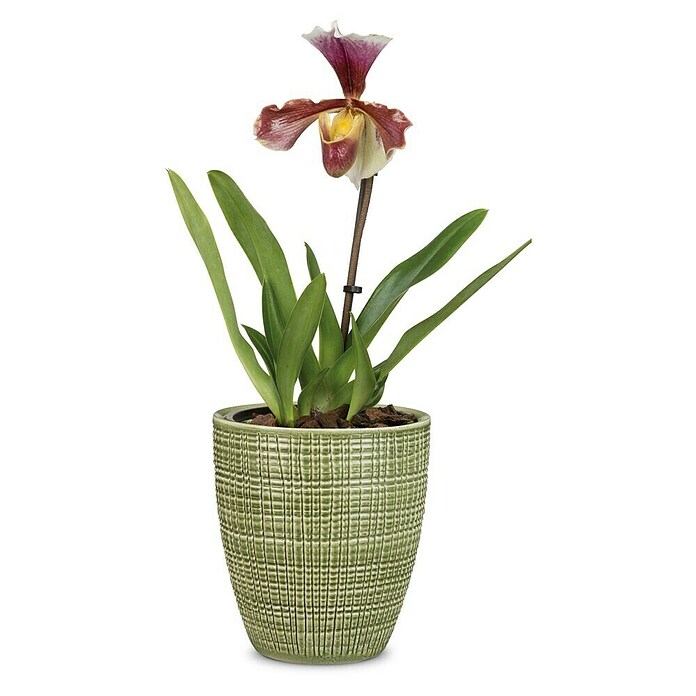 Scheurich Orchideentopf Corteza (Menta, Ø x H: 13 x 15 cm, Keramik) | BAUHAUS