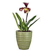 Scheurich Orchideentopf Corteza (Menta, Ø x H: 13 x 15 cm, Keramik) | BAUHAUS