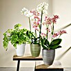 Scheurich Orchideentopf Corteza (Menta, Ø x H: 13 x 15 cm, Keramik) | BAUHAUS