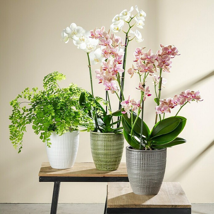 Scheurich Orchideentopf Corteza (Menta, Ø x H: 13 x 15 cm, Keramik) | BAUHAUS
