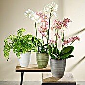 Scheurich Orchideentopf Corteza (Menta, Ø x H: 13 x 15 cm, Keramik) | BAUHAUS
