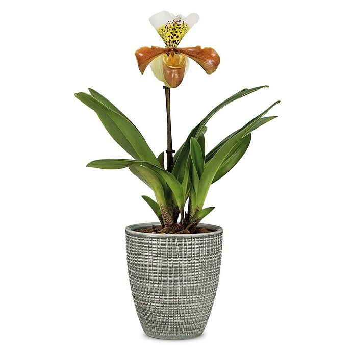 Scheurich Orchideentopf Corteza (Pimienta, Ø x H: 13 x 15 cm, Keramik) | BAUHAUS