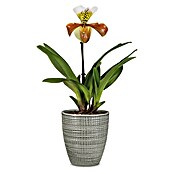 Scheurich Orchideentopf Corteza (Pimienta, Ø x H: 13 x 15 cm, Keramik) | BAUHAUS