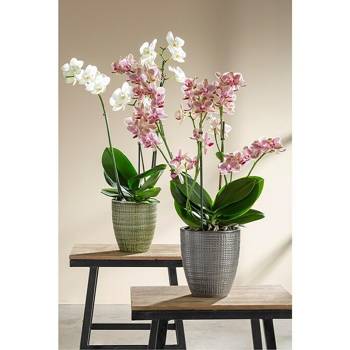 Scheurich Orchideentopf Corteza (Pimienta, Ø x H: 13 x 15 cm, Keramik) | BAUHAUS