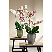 Scheurich Orchideentopf Corteza (Pimienta, Ø x H: 13 x 15 cm, Keramik) | BAUHAUS