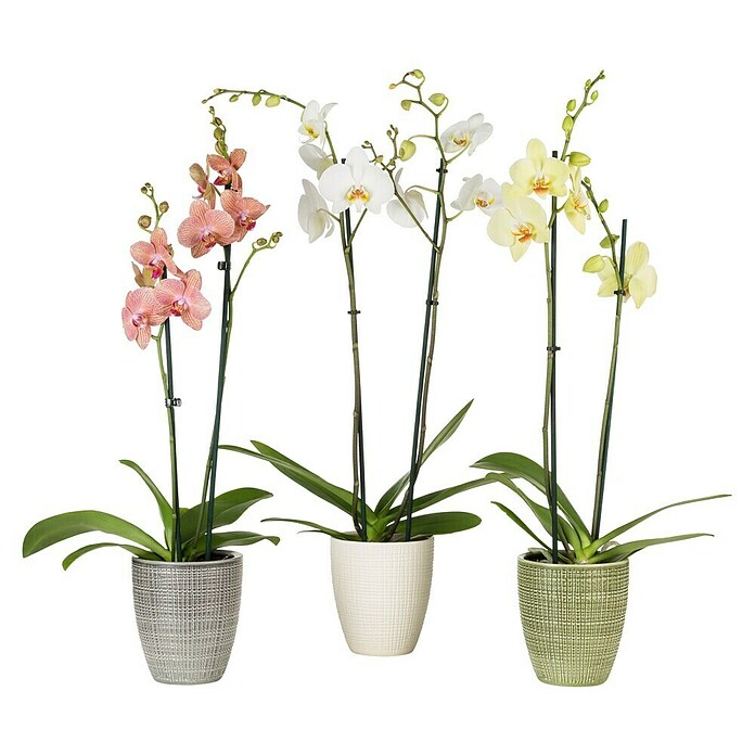 Scheurich Orchideentopf Corteza (Pimienta, Ø x H: 13 x 15 cm, Keramik) | BAUHAUS
