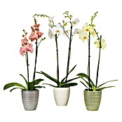 Scheurich Orchideentopf Corteza (Pimienta, Ø x H: 13 x 15 cm, Keramik) | BAUHAUS