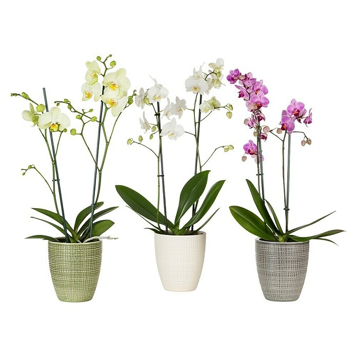 Scheurich Orchideentopf Corteza (Vainilla, Keramik) | BAUHAUS