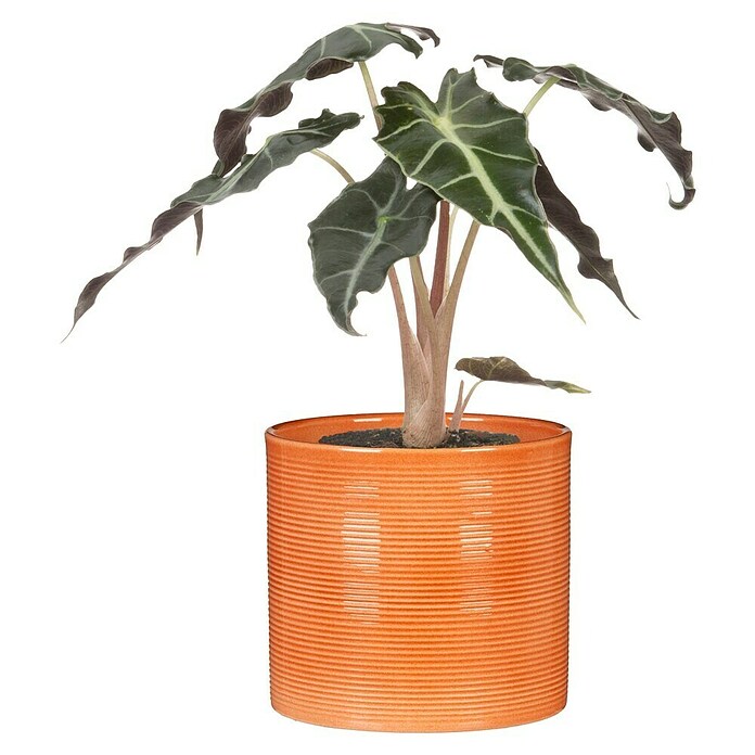 Scheurich Übertopf 828 (Papaya, Ø x H: 14 x 13 cm) | BAUHAUS