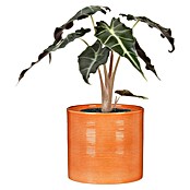 Scheurich Übertopf 828 (Papaya, Ø x H: 14 x 13 cm) | BAUHAUS