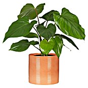Scheurich Übertopf 828 (Papaya, Ø x H: 14 x 13 cm) | BAUHAUS