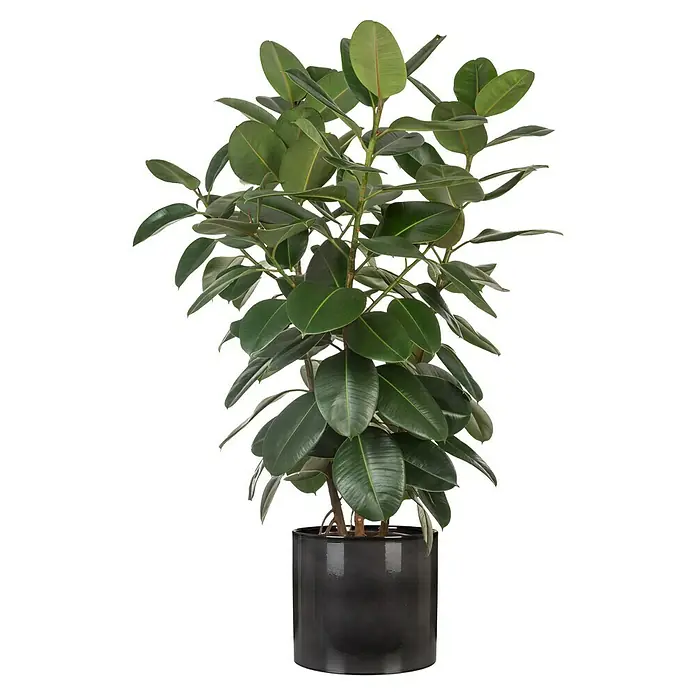 Scheurich Übertopf rund - Außenmaß (Ø x H): 23 x 21 cm, Keramik, Anthrazit - Dieser Gummibaum ist in einem modernen schwarzen Topf erhältlich und verleiht jedem Raum einen Hauch von Grün und zeitgenössischer Eleganz.
