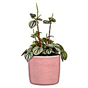 Scheurich Übertopf Solido (Rosea, Ø x H: 12,8 x 11,7 cm) | BAUHAUS