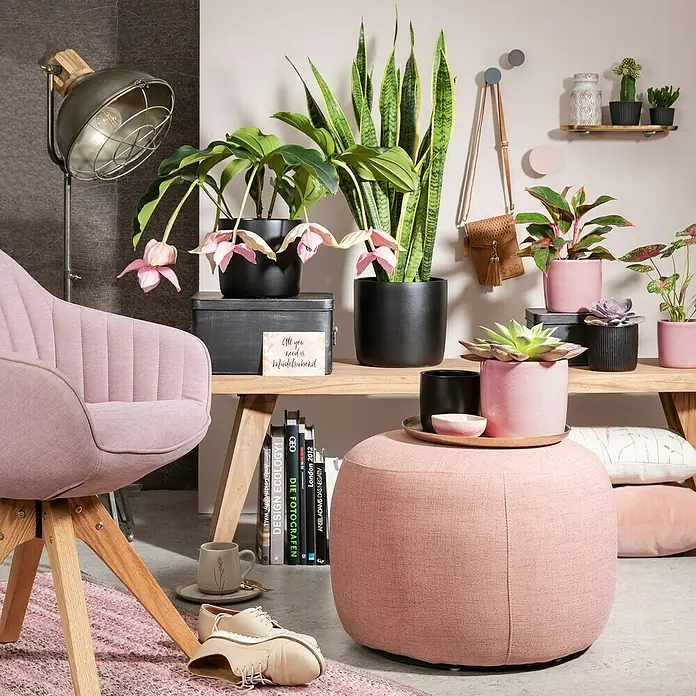 Scheurich Übertopf rund Solido - Ebano, Außenmaß (Ø x H): 24 x 21,9 cm - Innenaufnahme mit rosa Sessel, Hocker und verschiedenen Pflanzen in Töpfen, die eine gemütliche und stilvolle Raumatmosphäre schaffen.