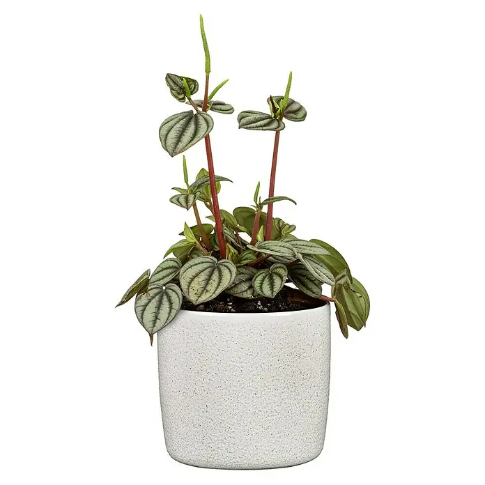 Scheurich Übertopf rund Solido - Perla, Außenmaß (Ø x H): 24 x 21,9 cm - Eine Peperomia-Pflanze in einem weißen Topf. Die Blätter sind herzförmig mit silbernen Streifen und roten Stängeln.