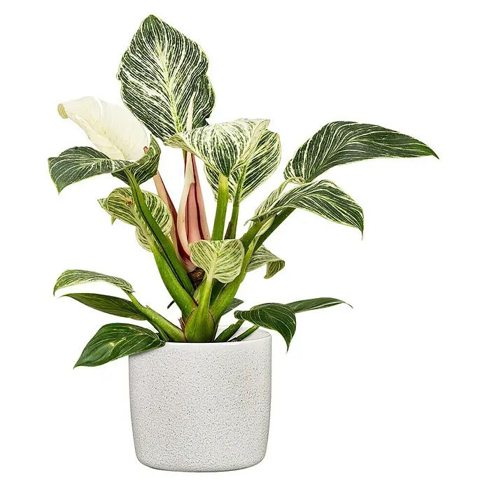 Scheurich Übertopf rund Solido - Perla, Außenmaß (Ø x H): 24 x 21,9 cm - Eine Philodendron Birkin Zimmerpflanze in einem weißen Topf. Die Pflanze hat dunkelgrüne Blätter mit weißen Streifen.