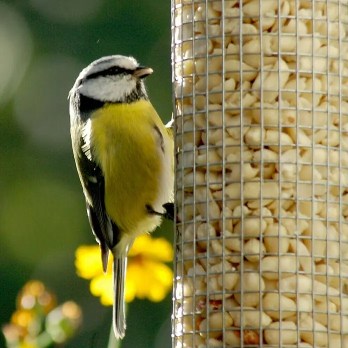 Dobar Futtersäule - Ø x H: 9,5 x 39 cm, Metall - Blaumeise pickt Erdnüsse aus einem Metall-Futterspender im Garten. Der gelbe Bauch der Meise leuchtet im Sonnenlicht.