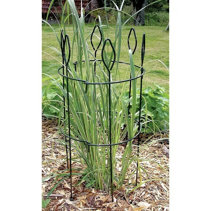Bellissa Staudengitter - B x H: 40 x 90 cm - Ein grüner Pflanzenstützring aus Metall umgibt eine Pflanze mit langen, grünen Blättern in einem Gartenbeet.