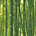 Papel pintado Orgánico bambú 
