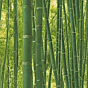 Papel pintado Orgánico bambú (Verde, 10 x 0,53 m)