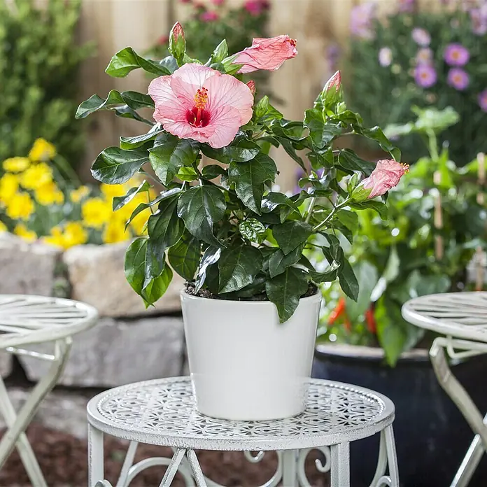 Piardino Garteneibisch - Hibiscus sinensis, Topfgröße: 13 cm, Rosa - Ein Hibiskusstrauch mit zarten, rosa Blüten steht in einem eleganten, weißen Topf und verleiht jedem Garten eine frische Note.