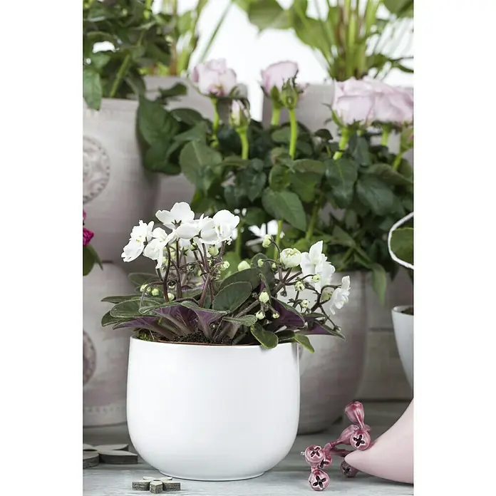 Piardino Violeta africana - Saintpaulia ionantha, Tamaño de maceta: 12 cm, Color de flor: Dependiendo de la variedad - Primer plano de una planta de violeta africana blanca en una maceta de cerámica blanca, rodeada de rosas y piezas de madera decorativas.
