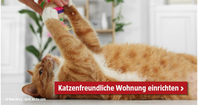Katzenfreundliche Wohnung einrichten 