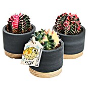 Piardino Kaktus (Cactus Hybriden, Topfgröße: 6 cm) | BAUHAUS