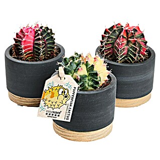 Piardino Kaktus (Cactus Hybriden, Topfgröße: 6 cm)