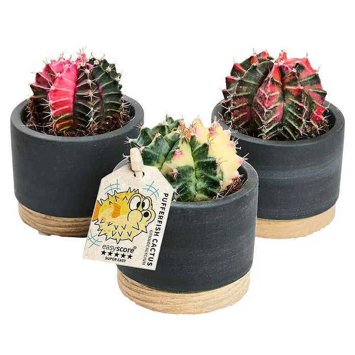 Piardino Kaktus - Cactus Hybriden, Topfgröße: 6 cm - Drei Gymnocalycium-Kakteen in Töpfen mit Etikett, pflegeleichte, dekorative Sukkulenten für drinnen und draußen.