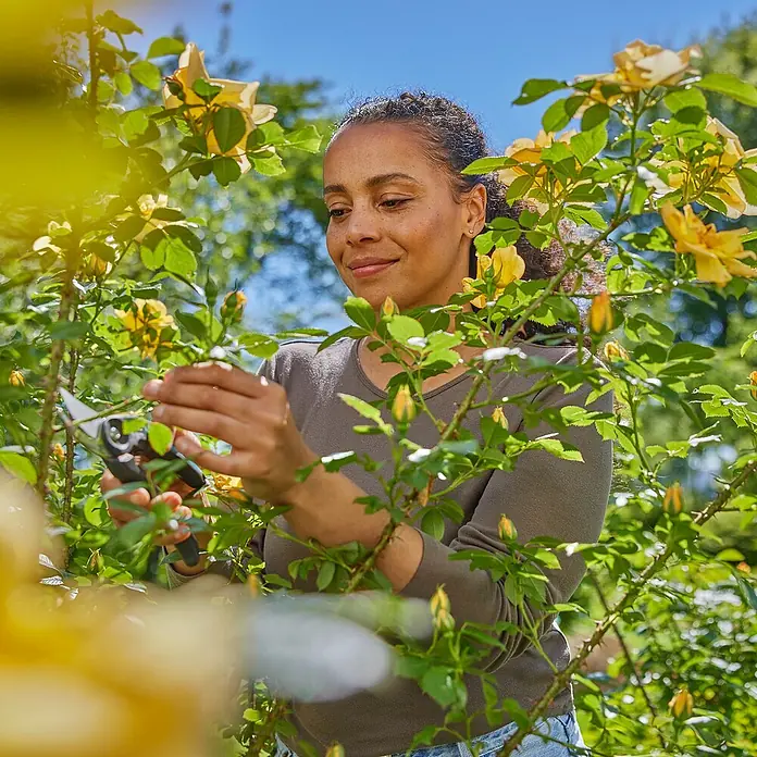 Gardena Gartenschere PremiumCut Flex - Max. Aststärke: 24 mm - Frau schneidet Rosen mit einer Gartenschere. Die gelben Rosen blühen um sie herum im Garten unter blauem Himmel.