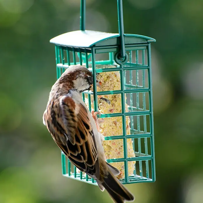 Dobar Wildvogelfutter Set8 Stk., Mit Futterspender - Ein Haussperling pickt an einem grünen Futterhaus mit Meisenknödel, umgeben von verschwommenem Grün.