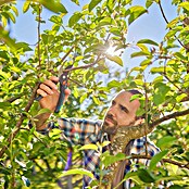 Gardena Gartenschere PremiumCut Pro Flex (Max. Aststärke: 24 mm) | BAUHAUS