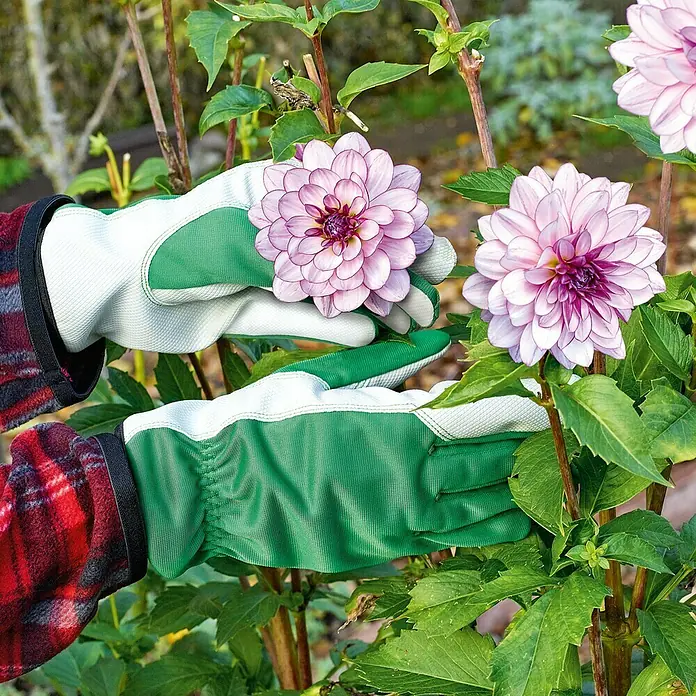 Gardol Gartenhandschuhe Pflege8, Grün - Ein Paar Gartenhandschuhe mit weißem Oberteil und grüner Handfläche, während sie eine rosa Dahlie halten.