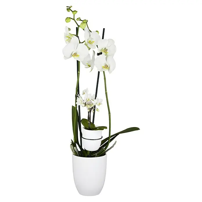 Piardino Schmetterlingsorchidee Mutter mit Kind - Phalaenopsis x Hybride, Topfgröße: 12 cm, Weiß, Anzahl Triebe: 2 Stk., Aufrecht - Elegante weiße Orchidee in einem weißen Topf. Die perfekte Dekoration für jeden Raum.