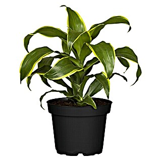 Piardino Drachenbaum (Dracaena fragrans Dorado, Topfgröße: 17 cm, Blattfarbe: Gelb/Grün)