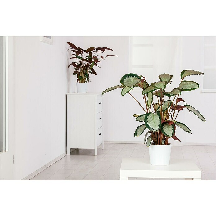 Piardino Korbmarante (Calathea Dottie, Topfgre: 19 cm) | BAUHAUS