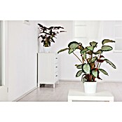 Calathea Dottie 19