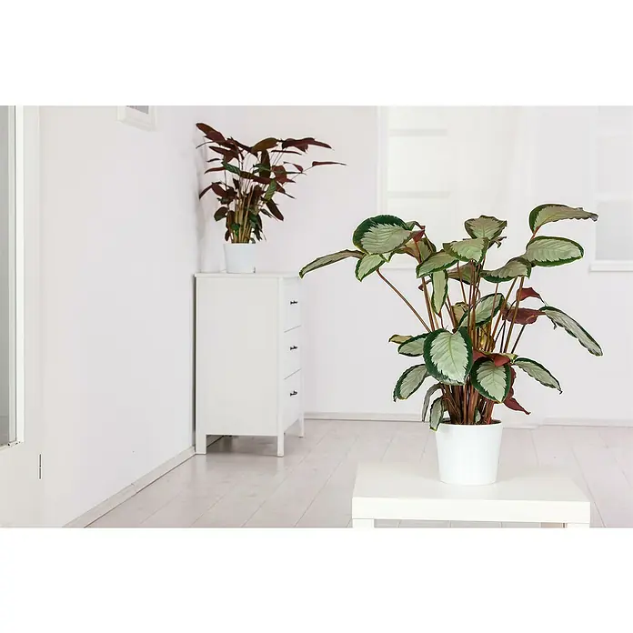 Piardino KorbmaranteCalathea Dottie, Topfgröße: 19 cm - Zimmeraufnahme mit zwei Calathea-Pflanzen in weißen Töpfen, die auf einem weißen Schrank und einem Tisch in einem hellen Raum stehen.
