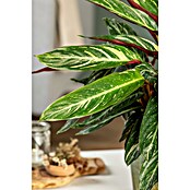 Calathea 24  i.S. gem. gross