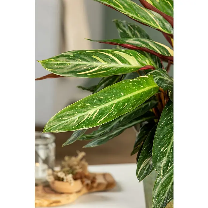 Piardino KorbmaranteCalathea Dottie, Topfgröße: 19 cm - Nahaufnahme einer auffälligen Stromanthe 'Triostar' Zimmerpflanze, die mit ihren grün-weiß gestreiften Blättern und roten Stielen ins Auge fällt.