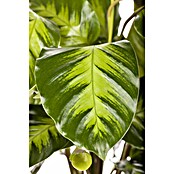 Calathea Dottie 19
