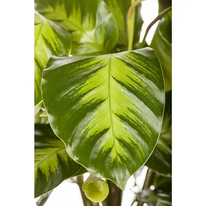 Piardino KorbmaranteCalathea Dottie, Topfgröße: 19 cm - Nahaufnahme eines Calathea-Blattes mit auffälligen grünen Farbverläufen und einer kleinen, runden Knospe am unteren Ende.
