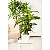 Calathea 24  i.S. gem. gross