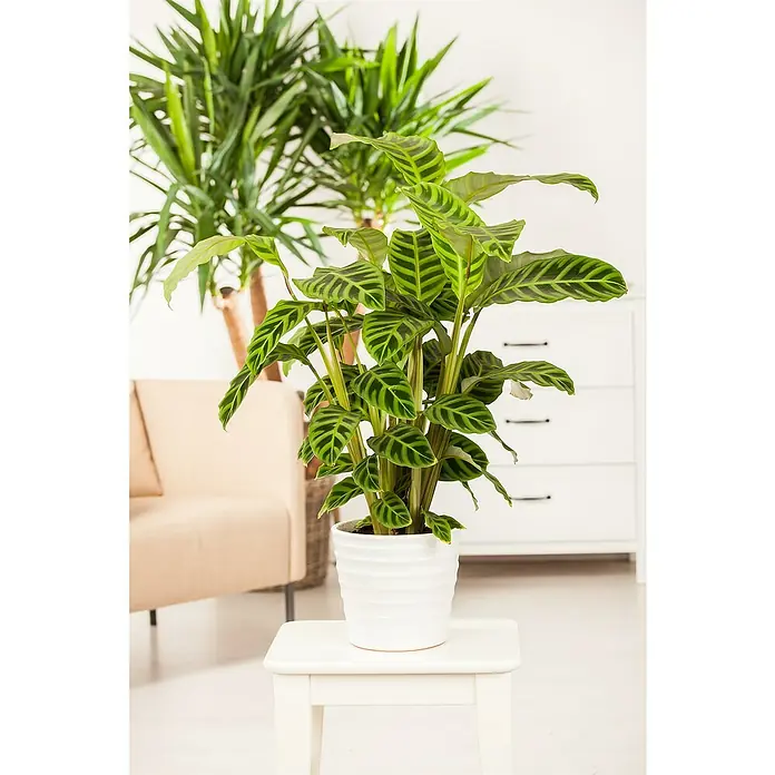Piardino KorbmaranteCalathea Dottie, Topfgröße: 19 cm - Zimmerpflanze Calathea zebrina in einem weißen Topf, platziert auf einem weißen Hocker, mit einem Sofa und einer Kommode im Hintergrund.