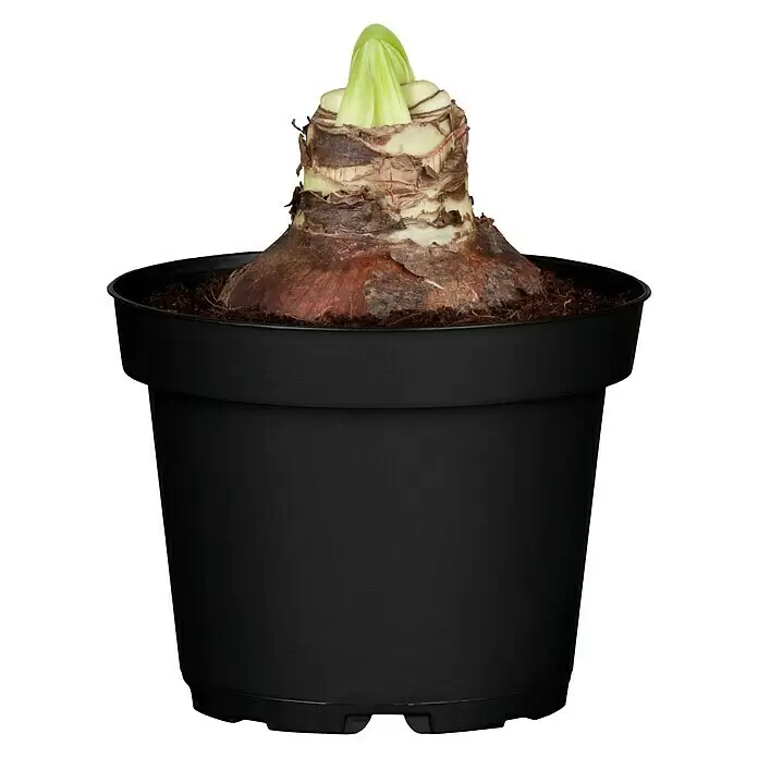 Piardino Amaryllis - Hippeastrum x Hybrid, Topfgröße: 12 cm, Rot/Weiß - Vorderansicht