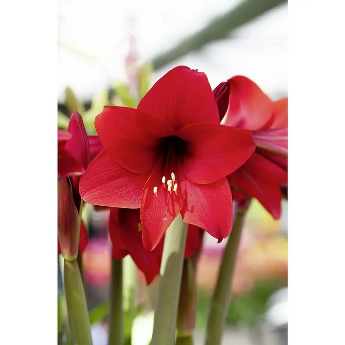 Piardino AmaryllisHippeastrum x Hybrid, Topfgröße: 12 cm, Rot - Nahaufnahme einer roten Amaryllisblüte mit gelben Staubgefäßen und grünen Stielen vor hellem Hintergrund.