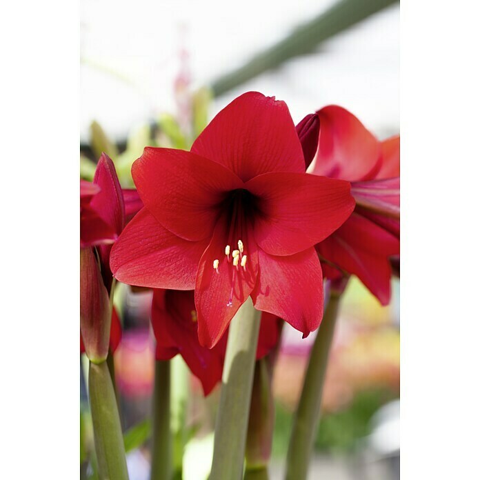 Piardino AmaryllisHippeastrum x Hybrid, Topfgröße: 12 cm, Rot Detail Shot