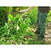 Ostra motika brez ročaja Anka  (Kovina, 12,5 cm) | 7240 - Geräte mit Stiel | IADA - Gartenhandgeräte | IAD - Gartenhandgeräte | IA - Gartenhartware | I - Stadtgarten | BAUHAUS