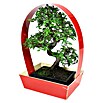Bonsai (Carmona sp, Tamaño de maceta: 20 cm, Verde) | BAUHAUS